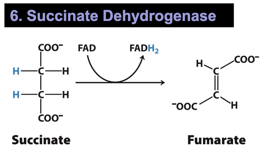 <p>6: Succinate Dehydrogenase</p><ul><li><p>Conversion of succinate to fumarate (alkane to alkene) harvests 2 additional electrons</p></li><li><p>Succinate Dehydrogenase is imbedded in the inner mitochondrial membrane and shuttles electrons directly to the Electron Transport Chain</p></li><li><p>FAD oxidizes succinate→ fumarate and generates FADH<sub>2</sub></p></li></ul><p></p>