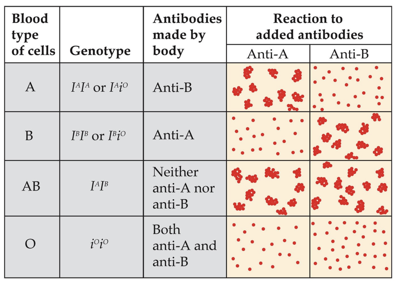 <p>With the genotype of I<sup>A</sup>I<sup>A</sup> or I<sup>A</sup>I<sup>O</sup>, the antibodies made are Anti-B</p>