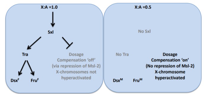 <p>Sex lethal blocks the translation of msl-2 (male specific lethal 2) mRNA, a protein required for dosage compensation in males. X-linked genes are not over-expressed and males die.</p>