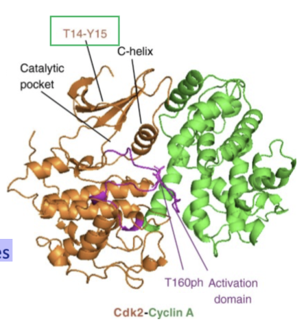 <ol><li><p>Threonine 14 and Tyrosine 15 reside within the G loop of CDKs</p></li><li><p>They are phosphorylated by the kinase enzyme Wee1</p></li><li><p>Phosphorylation of these residues reduces interaction with cyclins and kinase activity</p></li></ol><p></p>