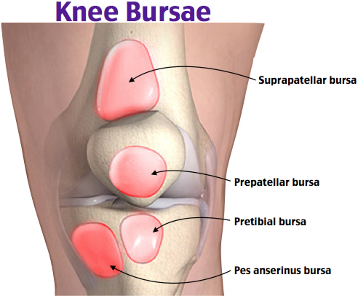<p>One of the four anterior bursae of the knee joint.</p>