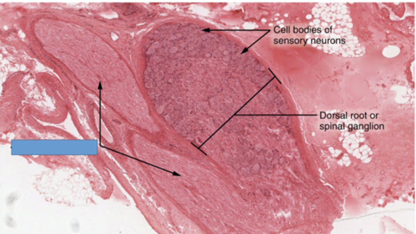 <p>Identify the specific structure</p>
