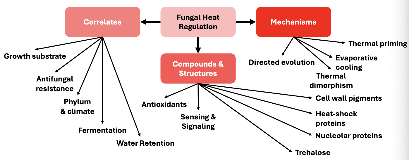 <ul><li><p><strong>Correlates</strong> <strong><em><u>gfwg</u></em></strong></p><ul><li><p>Geography</p></li><li><p>Fermentation</p></li><li><p>Water retention</p></li><li><p>Growth substrate</p></li><li><p><em>antifungal resistance, phylum &amp; climate</em></p></li></ul></li><li><p><strong>Compounds + structures <em><u>pth</u></em></strong><em><u> </u></em></p><ul><li><p>Pigments</p></li><li><p>Trehalose</p></li><li><p>Heat-shock proteins</p></li></ul></li><li><p><strong>Mechanisms</strong> <strong><em><u>ttd</u></em></strong></p><ul><li><p>Transpiration (evaporative cooling)</p></li><li><p>Thermal priming</p></li><li><p>Directed evolution</p></li><li><p><em>Thermal dimorphism</em></p></li></ul></li></ul><p></p>