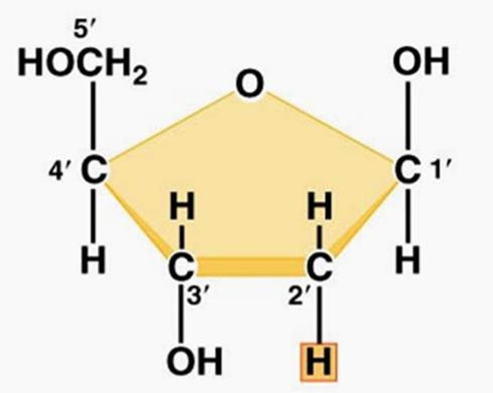 <p>A five-carbon sugar that is a component of DNA nucleotides</p>