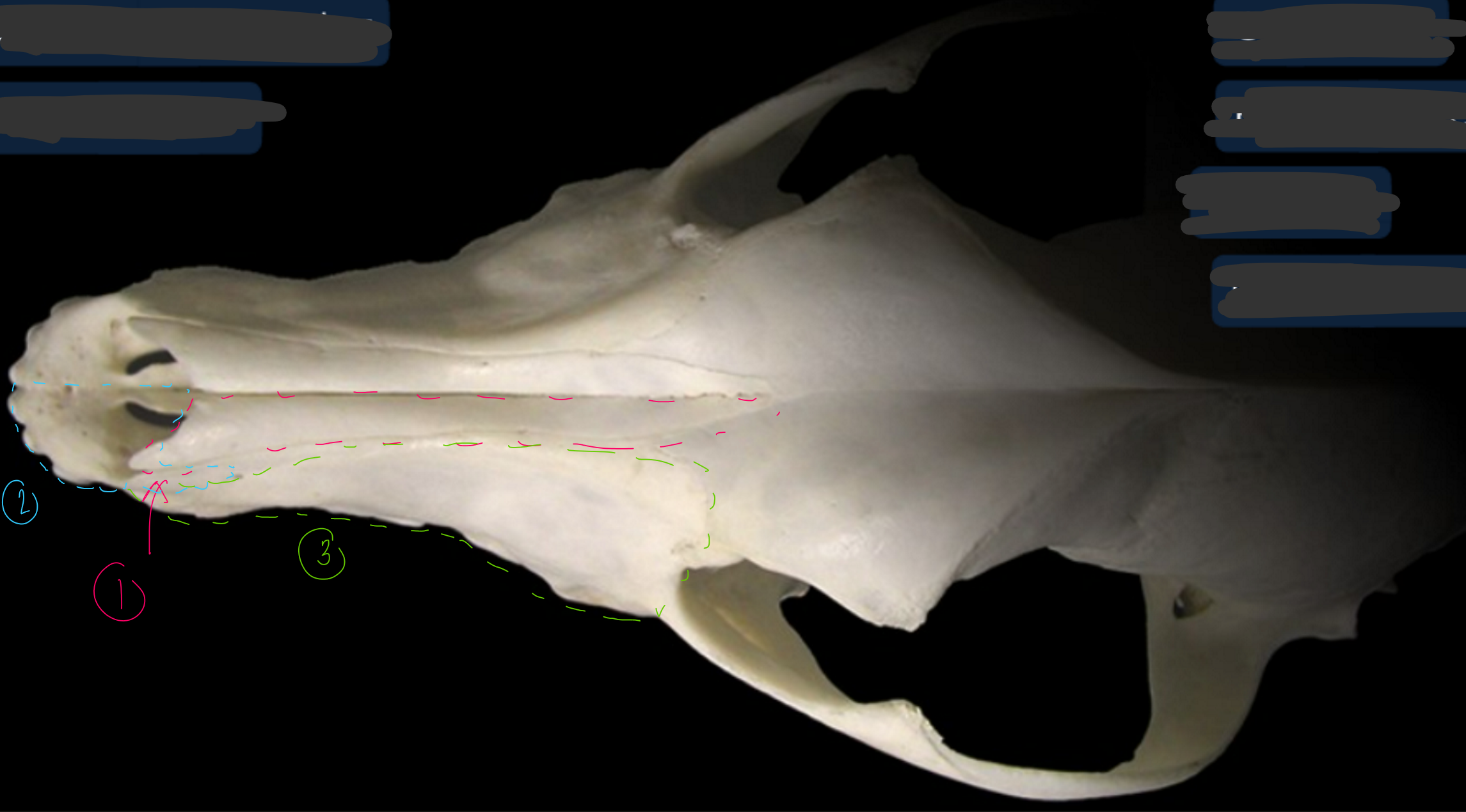 <p>label the bones from the dorsal (top) view of the canine skull</p>