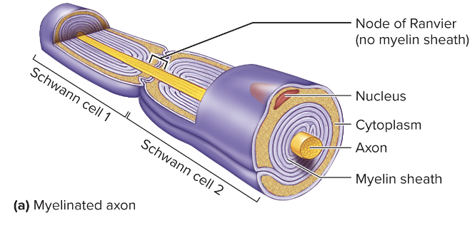 <ul><li><p>Schwann cells (PNS) or oligodendrocytes (CNS) wrap around axons</p></li><li><p>Forms layers of phospholipids with small amounts of cytoplasm&nbsp;</p></li><li><p>Give myelinated axons a white appearance&nbsp;</p></li><li><p><strong>Nodes of Ranvier-</strong> gaps in the myelin sheath&nbsp;</p><ul><li><p>Schwann cells or oligodendrocytes extend across and connect</p></li></ul></li><li><p>Protect and electrically insulate the axons</p></li></ul><p></p>