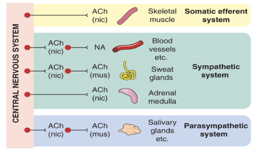 <p><strong>Preganglionärt</strong>: ACh → nikotinreceptorer.</p><p><strong>Postganglionärt</strong>:</p><ul><li><p>sympaticus: noradrenalin → adrenerga receptorer</p></li><li><p>parasympaticus: ACh → muskarina receptorer. </p></li></ul>