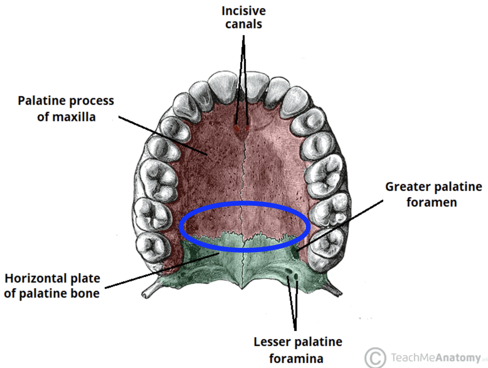 <p>forms anterior two-thirds of the hard palate and floor of nasal cavity (end of plate of maxilla) (blue circle in image)</p>