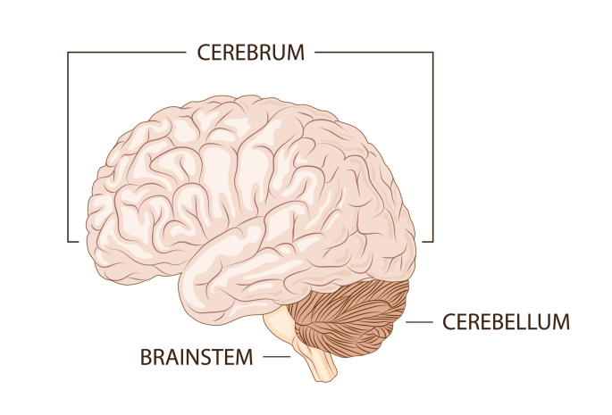 <p>the largest area of the brain, includes virtually all parts of the brain except the brain stem structures; has two distinct hemispheres</p>