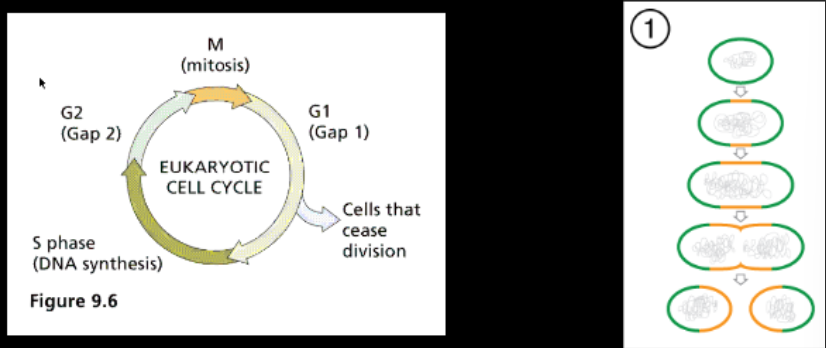 <ul><li><p>Has specific proteins that need to be turned on and off to cycle </p></li><li><p>There are checkpoints where DNA is checked to make sure it is correct </p><ul><li><p>more dependent on timing </p></li></ul></li></ul><p></p>