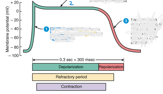 <p>Describe what’s happening at each part of the action potential</p>