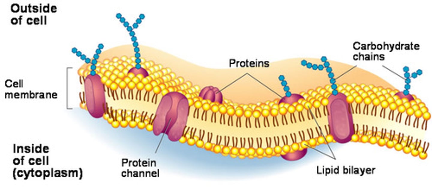 <p>Double layer of phospholipids. Holds everything in. Decides what can enter or leave the cell.</p>