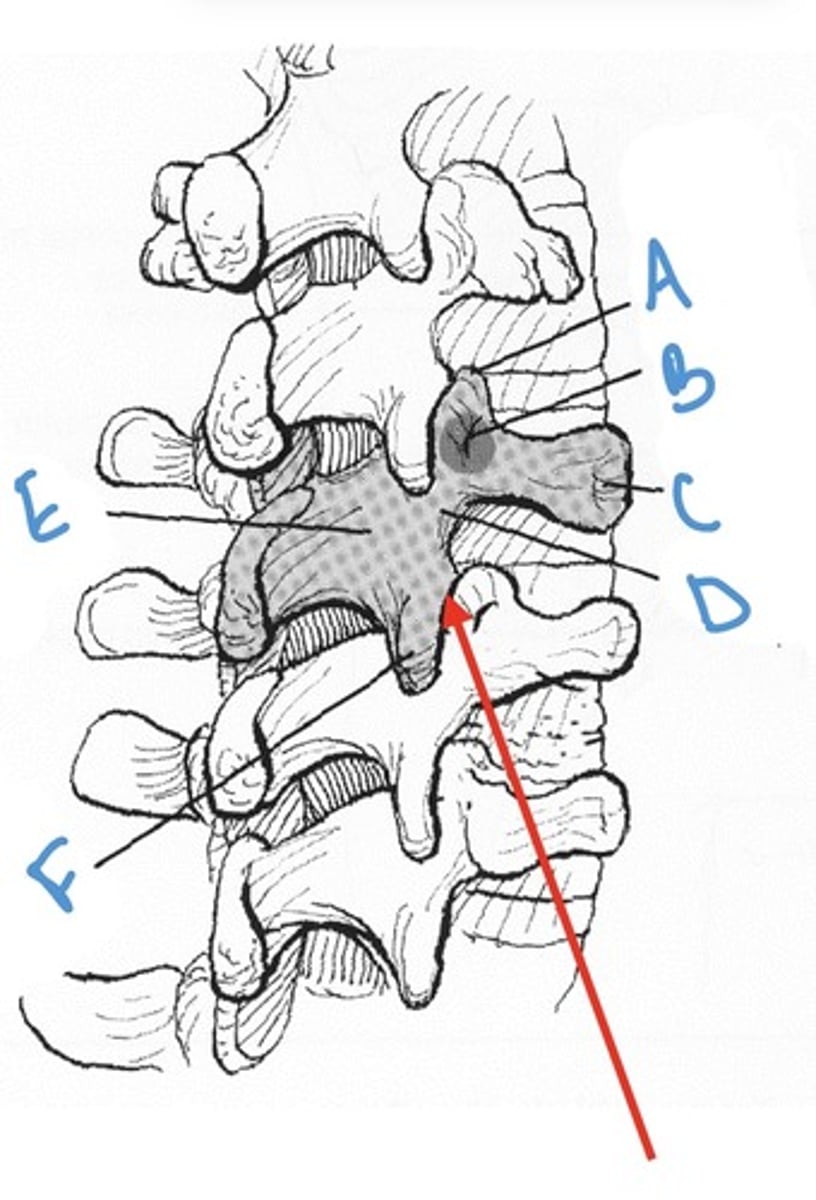 <p>Label the anatomy indicated by letter E:</p>