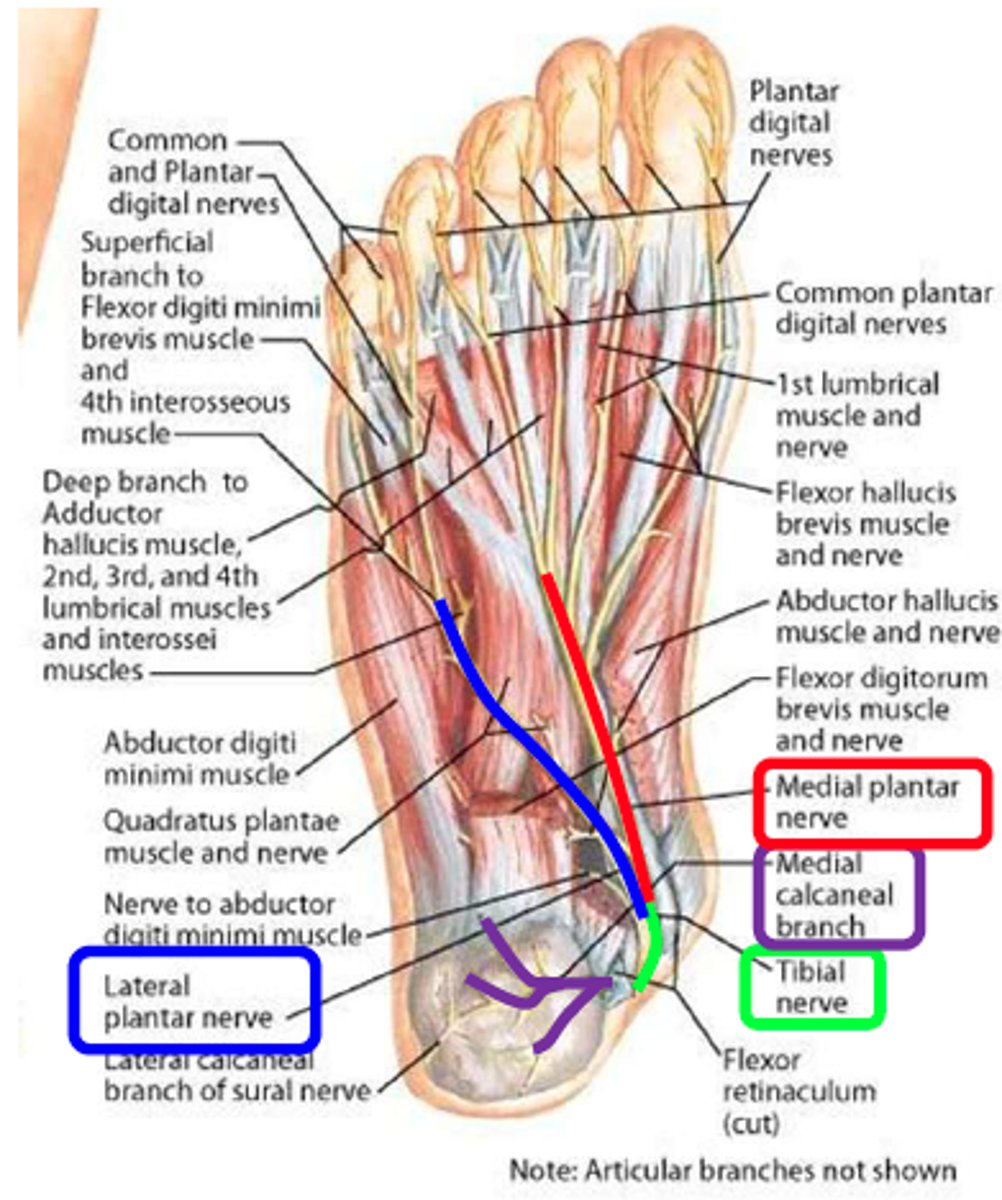 <p>medial and lateral plantar nerves</p>