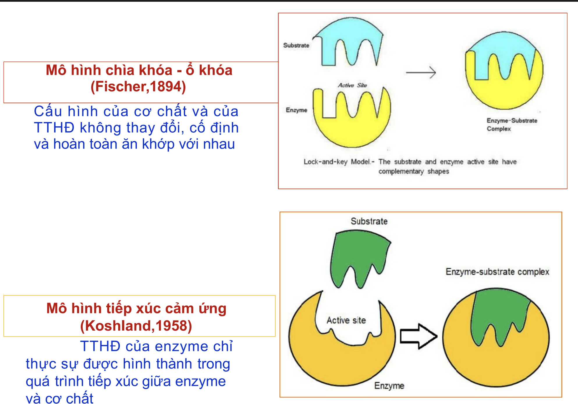 <p><span style="color: red"><strong>2 mô hình TTHĐ của enzyme </strong></span></p><p><span style="color: purple"><em>(Nhấn OK) </em></span></p>