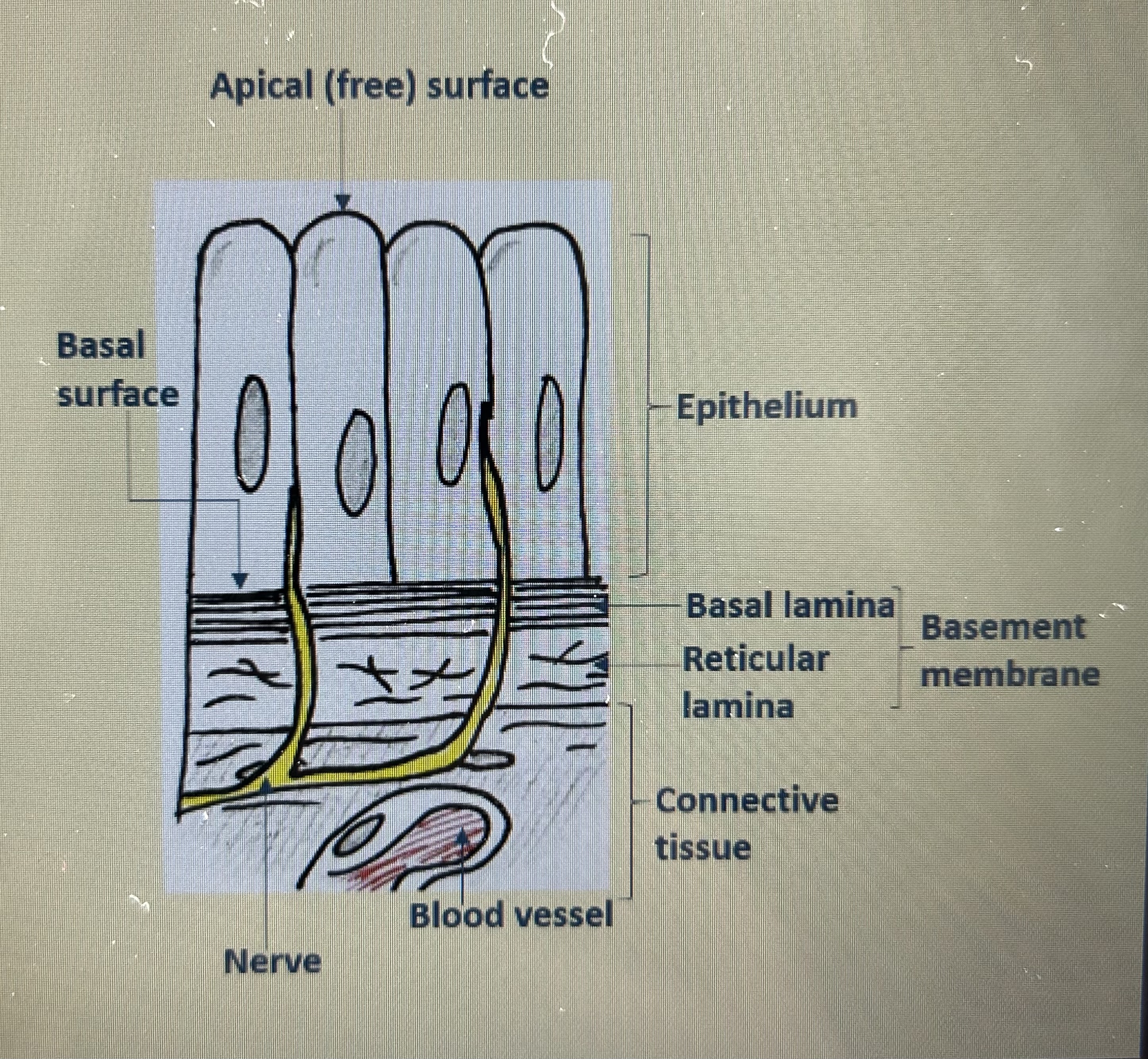 <p>cellular - (epithelial tissue)</p><p>good regeneration capacity - (under physical stress, so able to renew/repair/regenerate itself very quickly)</p><p>sits on basal lamina - (in close contact with the connective tissue)</p><p>avascular - (doesn’t have its own blood supply)</p><p>innervated - (very good nerve supply - especially in the epithelium in the skin)</p><p>tightly joined together </p><p>is polar - (has 2 distinct opposing sides - one is the apical (free) surface and one is the basal lamina)</p>