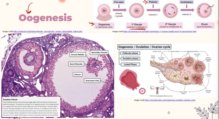 <p>The undifferentiated diploid cells, found in the ovaries during early fetal development up until puberty, when they eventually go on to become egg cells. </p>