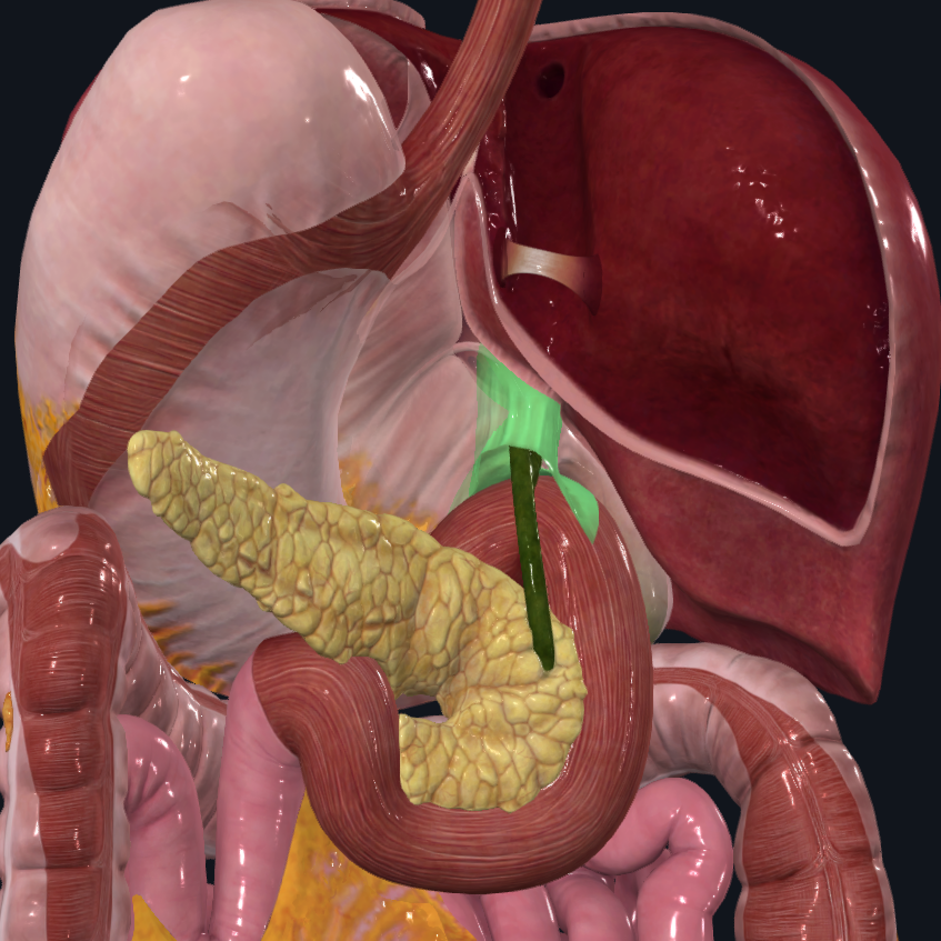 <p>What is highlighted in green</p>