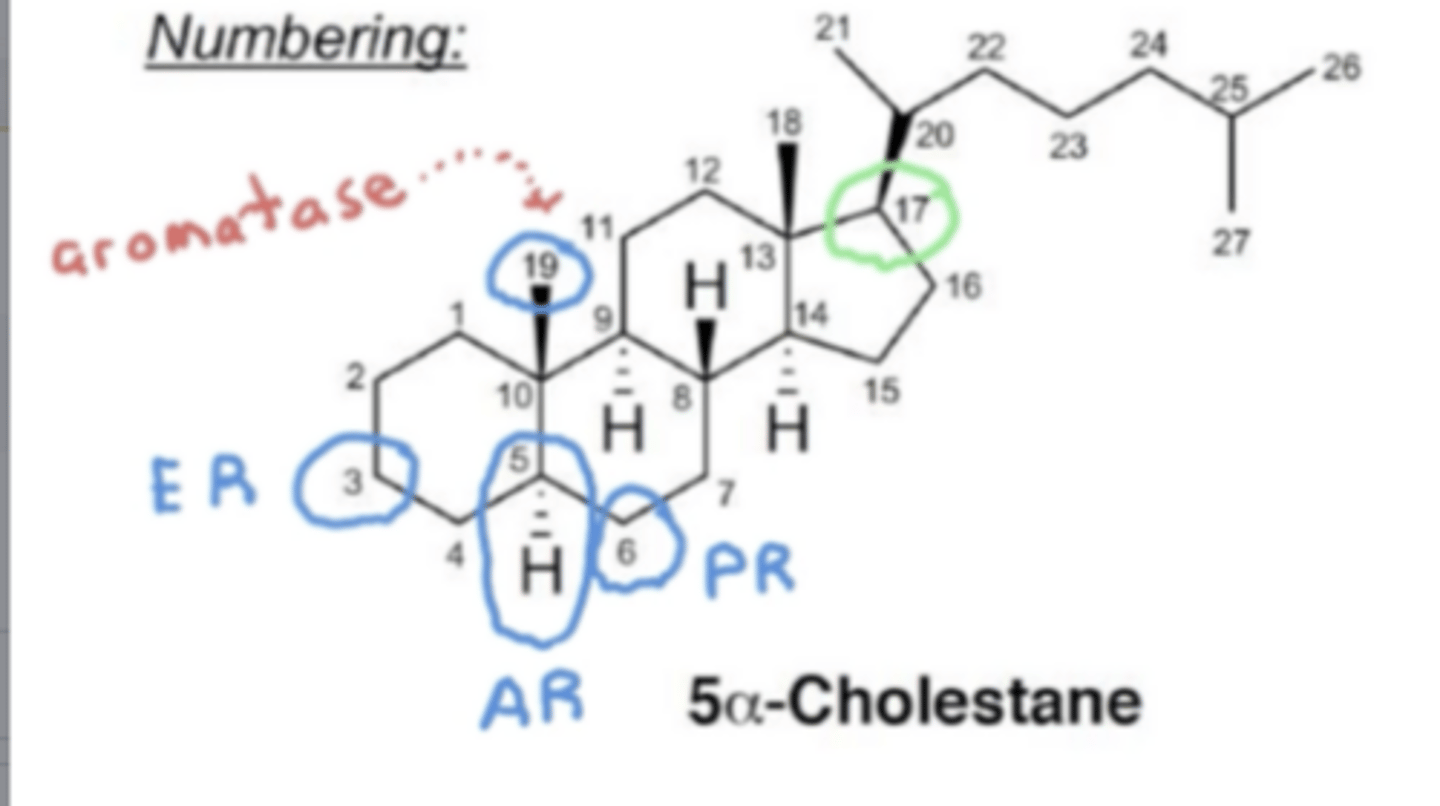 <p>Seen on 5α-cholestane, position __ is important for PR</p>