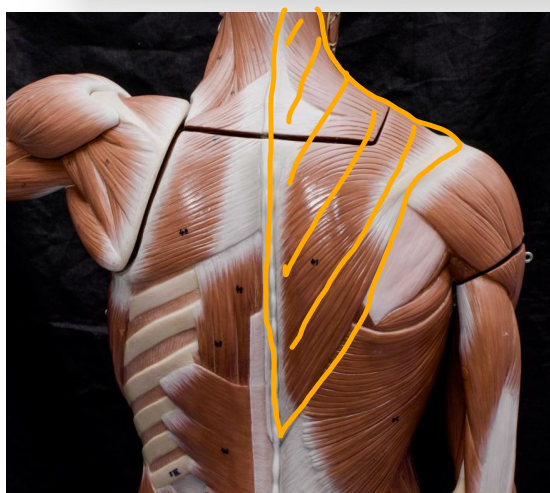 <p>orange</p><p>originates: occipital bone, nuchal ligament, spinous process of thoracic vertebrae </p><p>inserts: lateral clavicle, acromion and scapula spine </p><p>actions:</p><p>superior fibers - elevation and lateral rotation of scapula</p><p>middle fibers - retraction of scapula </p><p>inferior fibers - depression of scapula </p>