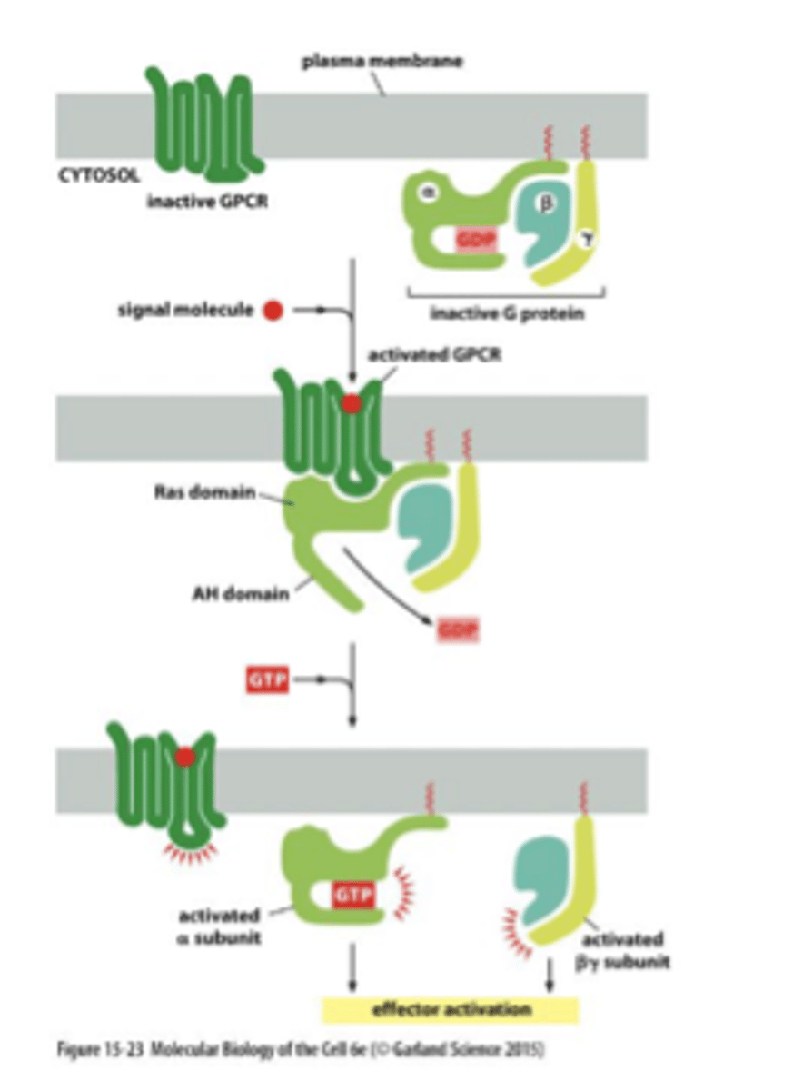 <p>Three G-proteins (alpha, beta, and gamma) associate with the GPCR but only the G-alpha binds to the GTP after receptor activation.</p><p>binds on the cytosolic side</p>