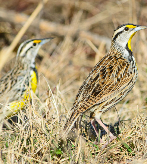 <p>Eastern Meadowlark</p>