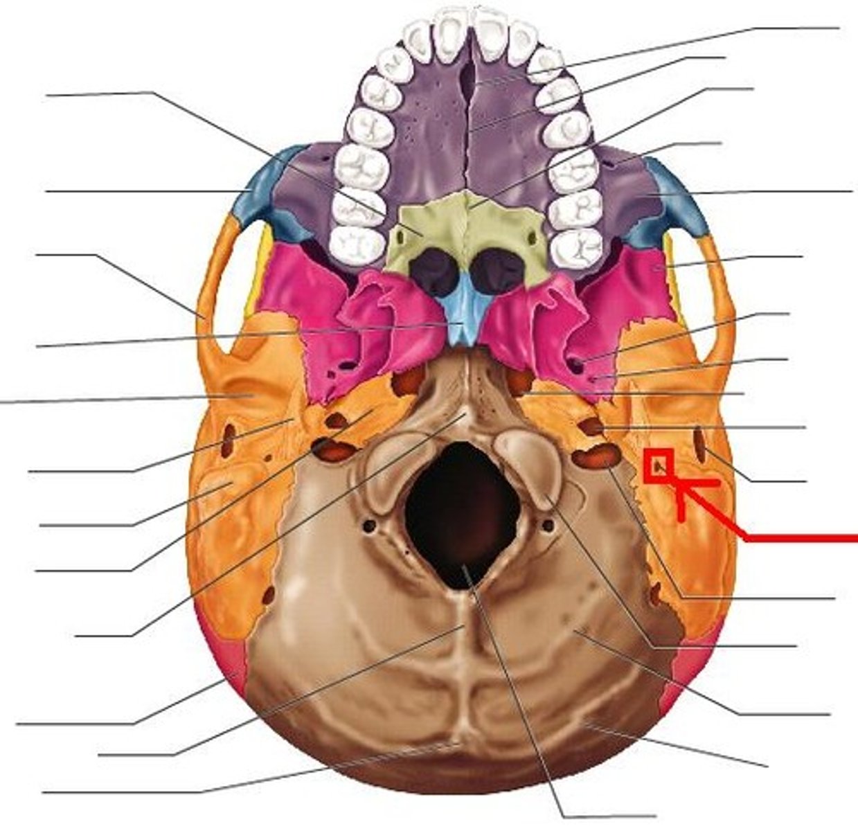 knowt flashcard image