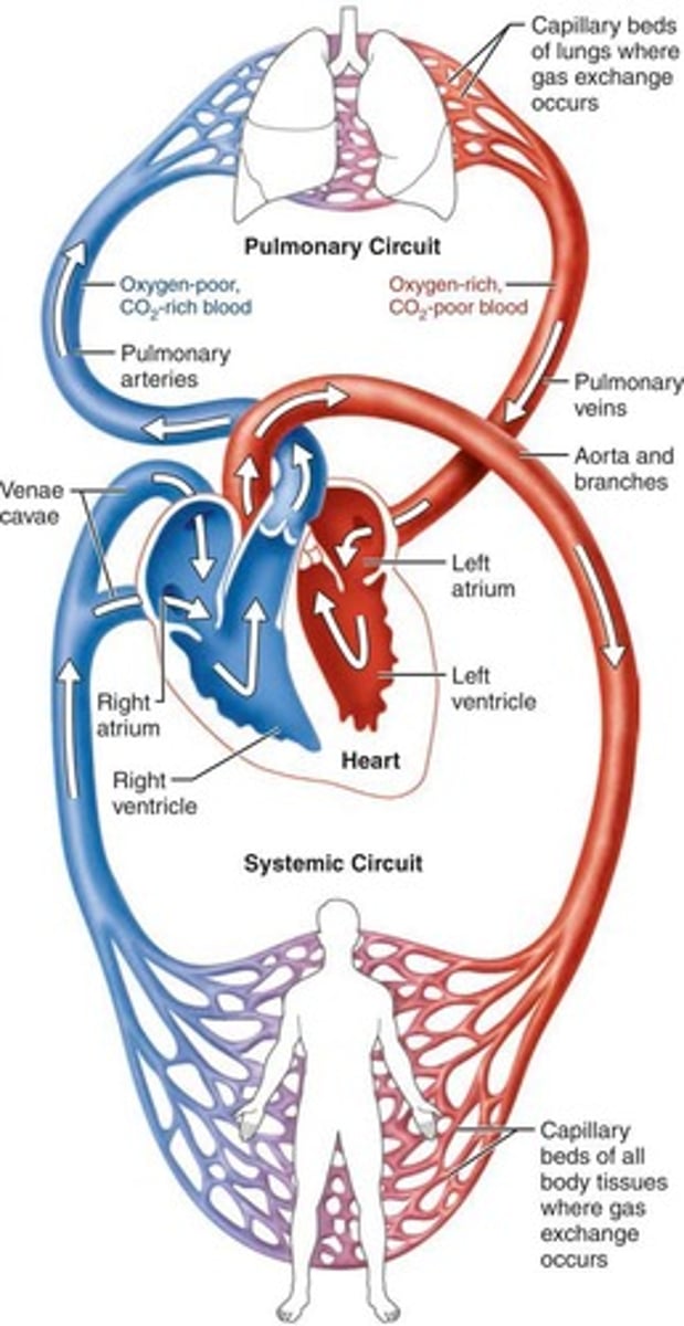 <p>The pulmonary circuit and the systemic circuit.</p>