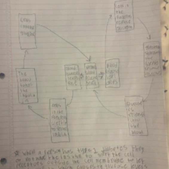 <p><br>What is the process for maintaining glucose levels when it is high?</p>