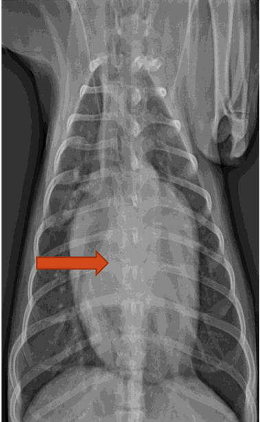 <p>What is the arrow pointing to? </p>