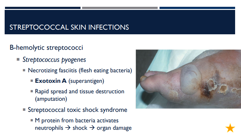 <p>What is necrotizing fasciitis? What exotoxin is it caused by and what does it do?</p>