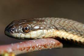 Queensnake