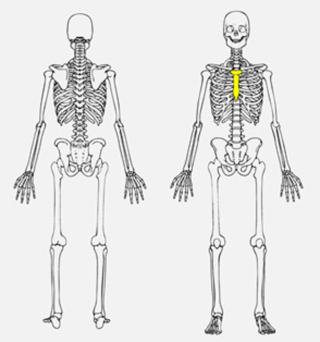 <p>breastbone</p>