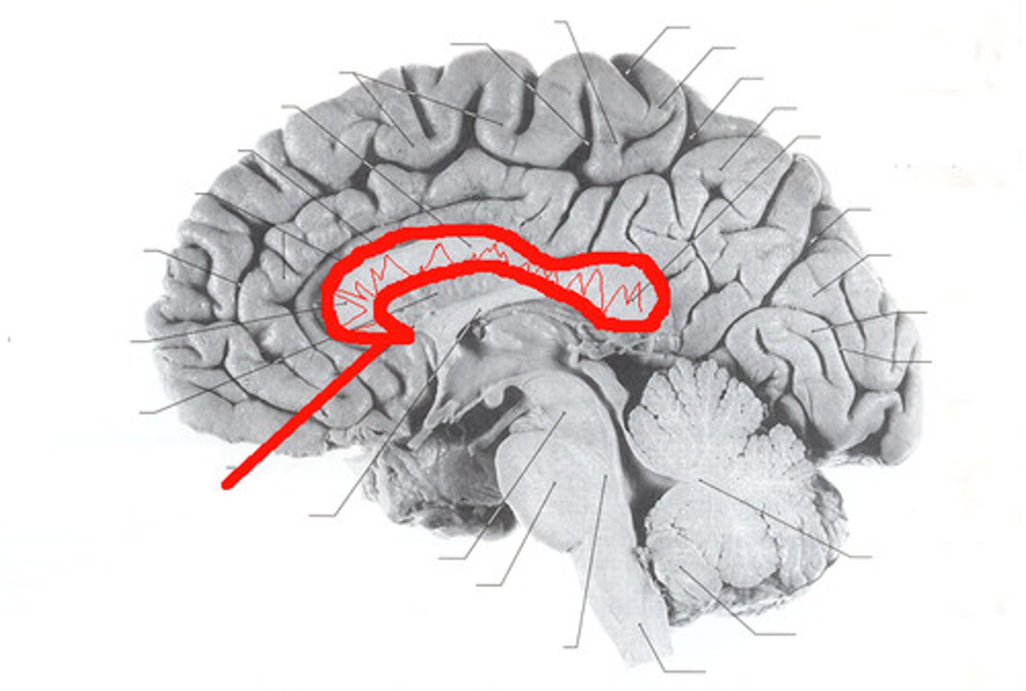 <p>ID</p>