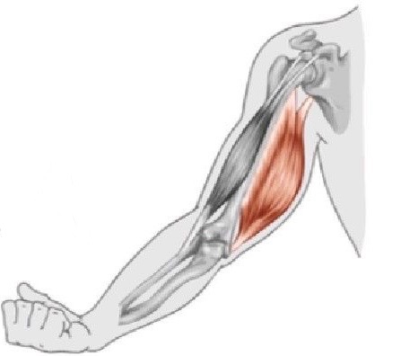 <p>Welke spier is hier aangeduid</p>