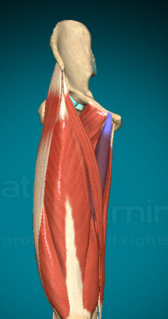 <p>What is this muscle and where are the attachment points?</p>