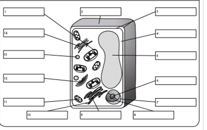 <p>what is organelle 1?</p>