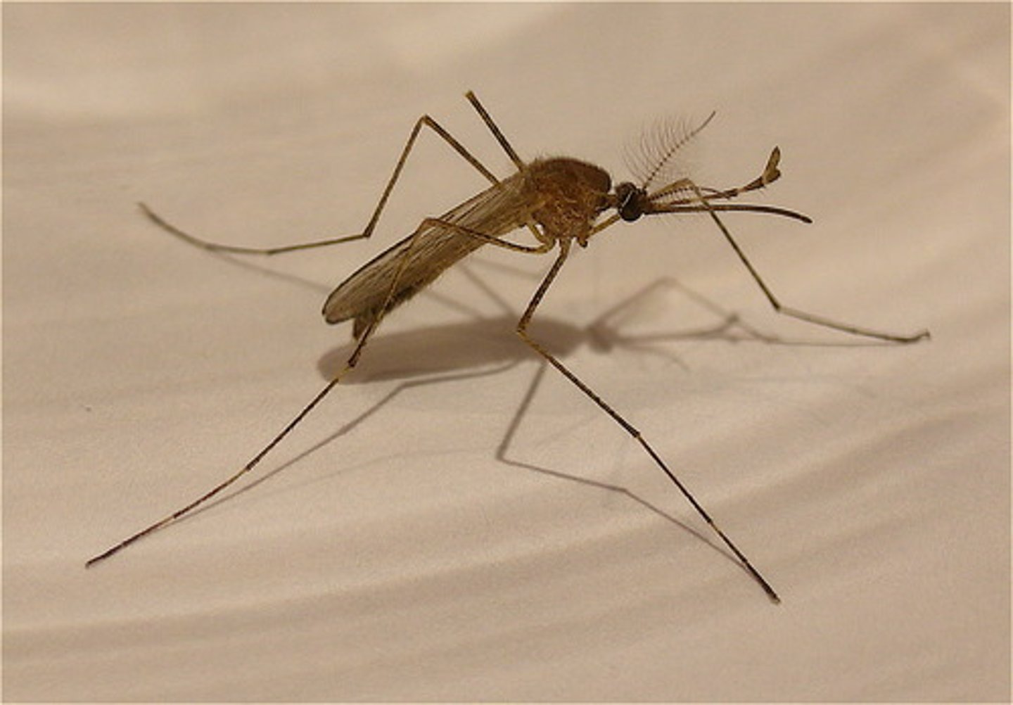 <p>mosquito</p>