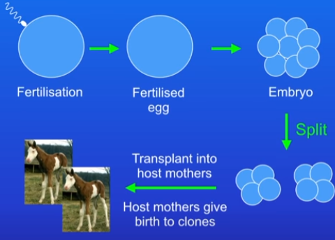 <p>E.g Horses (can be done with any mammal):</p><ol><li><p>sperm and egg from animal with wanted characteristics</p></li><li><p>fertilisation produces a fertilised egg</p></li><li><p>allow egg to develop into early stage embryo</p><ul><li><p>cells in this must NOT have started to specialise</p></li></ul></li><li><p>use glass rod to split embryo into 2</p></li><li><p>transplant the 2 embryos into host mother - grow and develop into clones</p></li></ol>