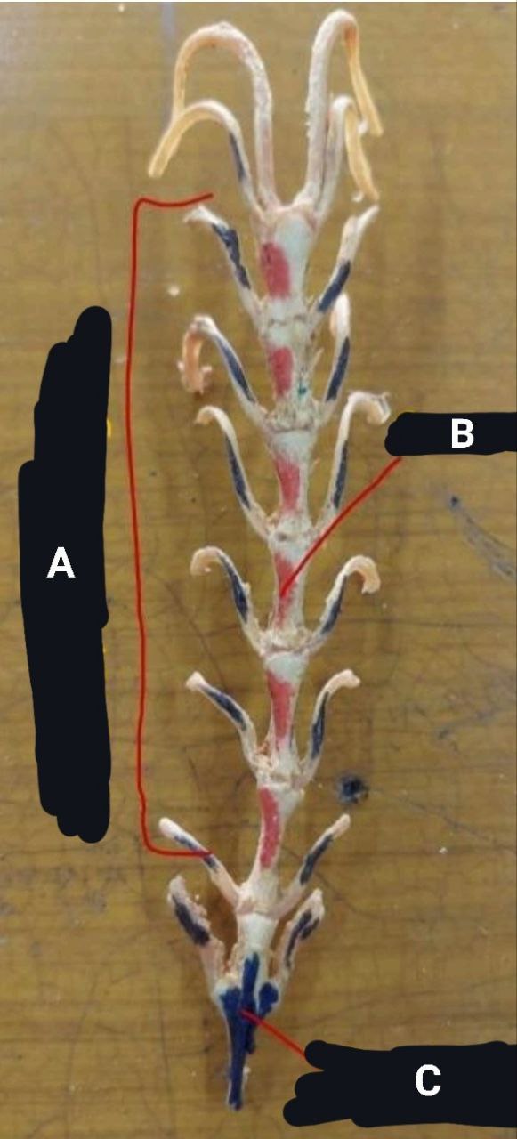 <p>Cat’s Sternum</p>