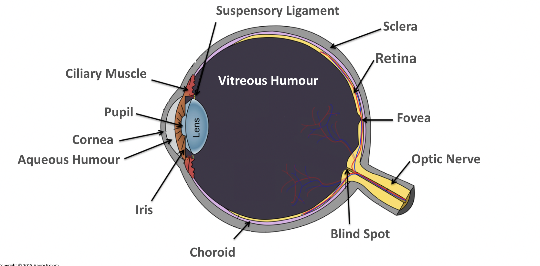 <p><span>It refracts light and protects the eye.</span></p><p><span>Transparent and convex. </span></p>