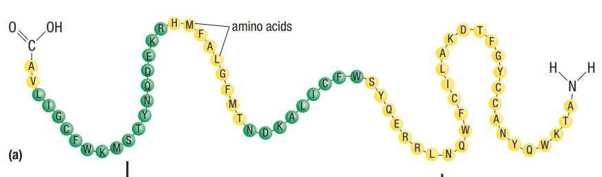 <p>unique sequence of a.a.’s – determined by nucleotide sequence in DNA – Determines final conformation & function</p>