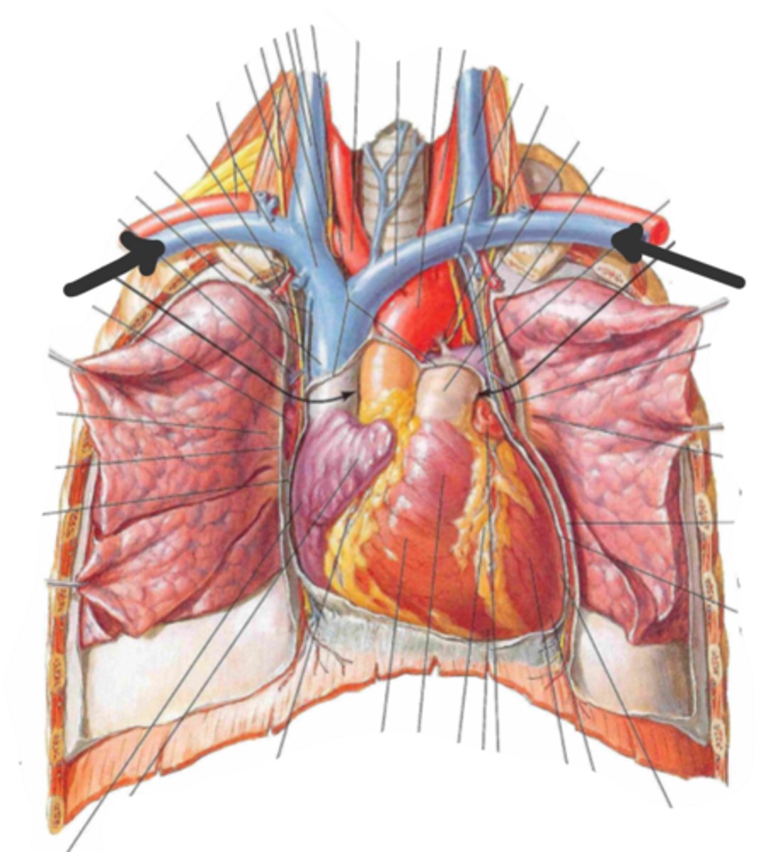 <p>identify the structure(s) indicated by the arrow</p>
