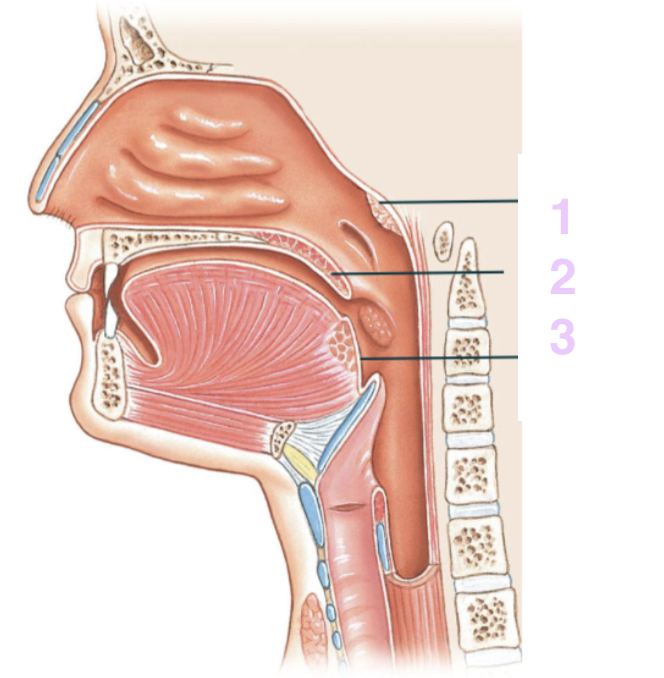 <p>1: neusamandel die een rol speelt in de afweer. Zit in nasopharynx</p>