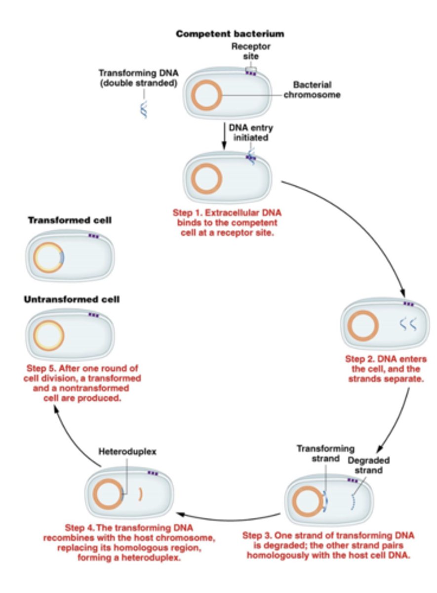 <p>chromosome, creating a heteroduplex</p>