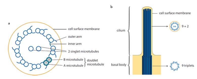 <p>whip-like, beating extensions</p><p>two central microtubules and a ring of nine microtubule doublets (MTD)</p><p>MTD has an A microtubule with 13 protofilaments and a B microtubule with 10 protofilaments</p><p>has inner and outer arms made of the protein dynein which connect to the B microtubule of the neighboring MTD</p><p>used for locomotion </p>