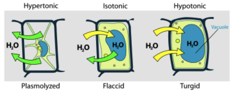<p>Transporters (ie. _______) in the tonoplast (membrane of the vacuole) move ions in and out of the vacuole. If ions are pumped in, this draws water into the vacuole (through _______ water channels), causing the vacuole to swell and exert more pressure against the cell wall (______) – this is essential in supporting plants in an upright position.</p>