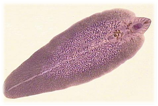 <p>kmen: PLATYHELMINTHES (ploštěnci)</p>