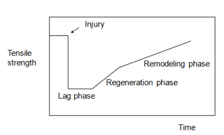 <p></p><p><em>tensile strength of soft tissue following injury</em></p><p>tensile strength = max stress a material can withstand before breaking</p><p></p><p><span style="color: rgb(13, 249, 0);">Initial injury:</span></p><ol><li><p>Immediate drop in tensile strength</p></li><li><p>Primary damage to myofibrils, fascia and blood vessels</p></li><li><p>Local bleeding (vasoconstriction follows quickly)</p></li><li><p>Inflammatory response (swelling and anoxia)</p></li><li><p>Secondary tissue swelling → goal of physio = limit further healing</p></li></ol><p></p><p><em>healing ability and time frame depends on age, vascularity of tissue, intensity of exercise, fitness, general health</em></p><p></p>