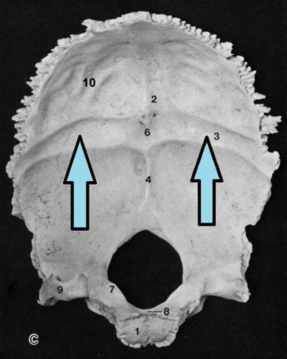 knowt flashcard image